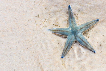 海边海星在海边沙滩上的海星摄影图