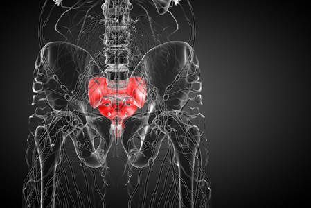 3d 渲染医学插图的骶骨骨