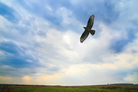 老鹰天空在多云的天空中飞翔的老鹰照片
