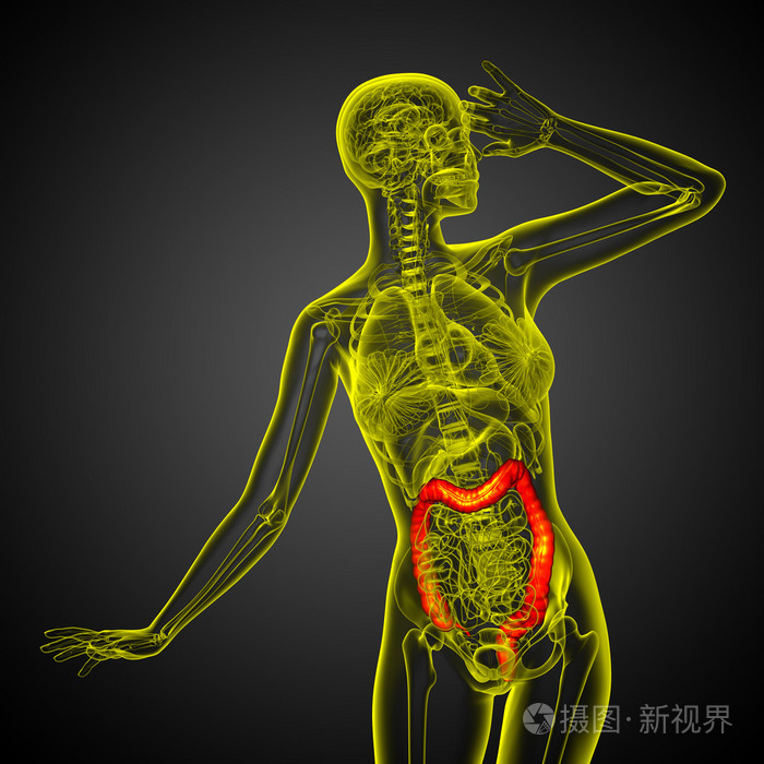 人体消化系统大肠
