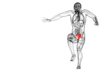 3d 渲染医学插图的骶骨骨