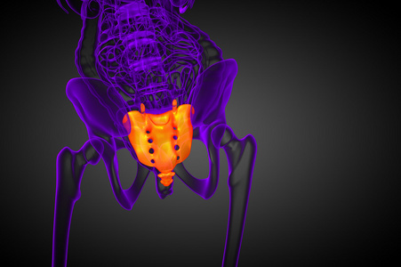 3d 渲染医学插图的骶骨骨