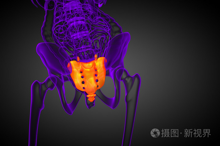 3d 渲染医学插图的骶骨骨