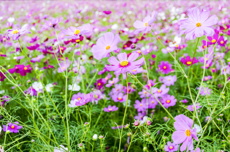 粉红色的花，在字段中