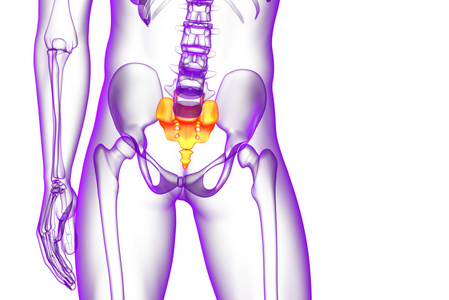 3d 渲染医学插图的骶骨骨