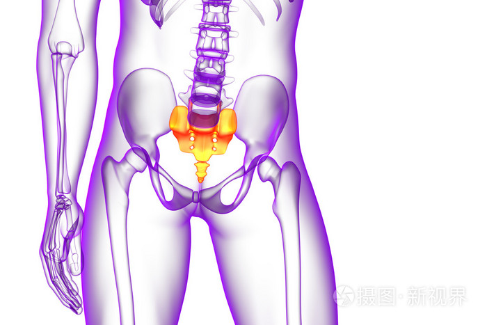 3d 渲染医学插图的骶骨骨