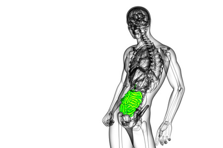 小肠的 3d 呈现的插图