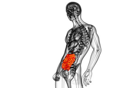 小肠的 3d 呈现的插图