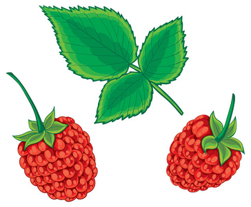 新鲜的山莓插图图片