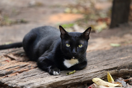 在花园里的猫