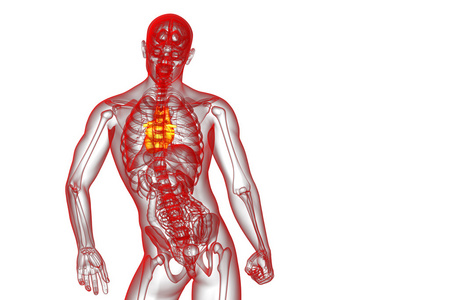 一个人的心的 3d 呈现医疗插图