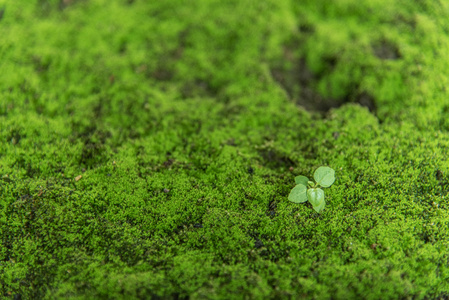 自然苔藓