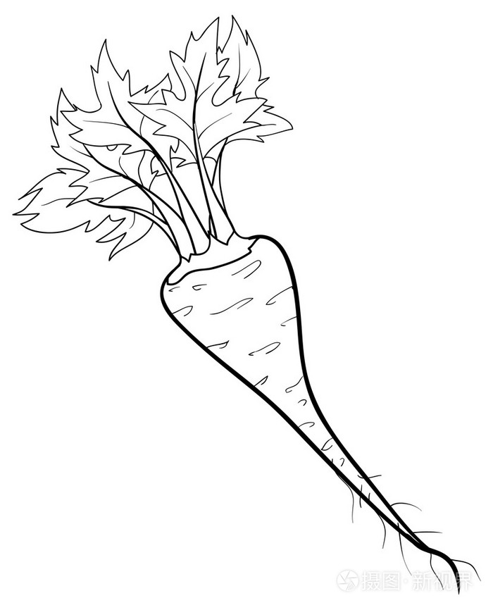 防风的素描插图插画-正版商用图片1if1zg-摄图新视界