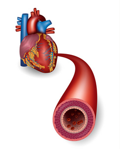 健康的动脉和心脏解剖