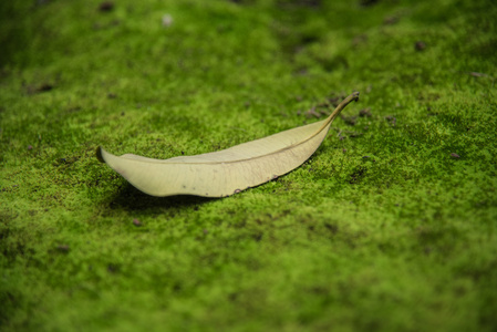 叶落在苔藓