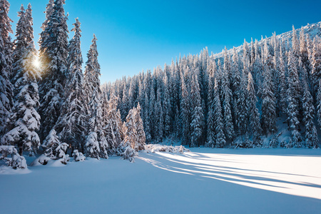 阳光明媚的雪森林景观