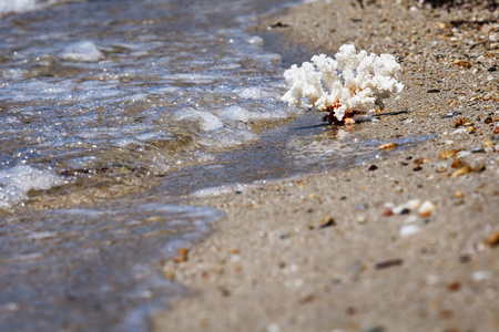 珊瑚海海滩上