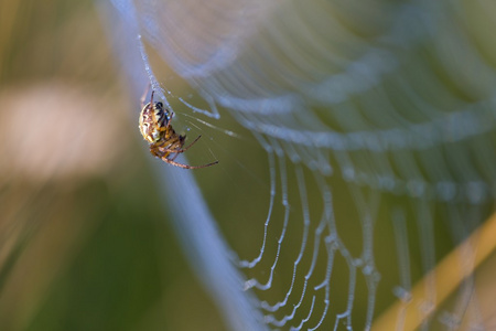 坐在 web 上的蜘蛛