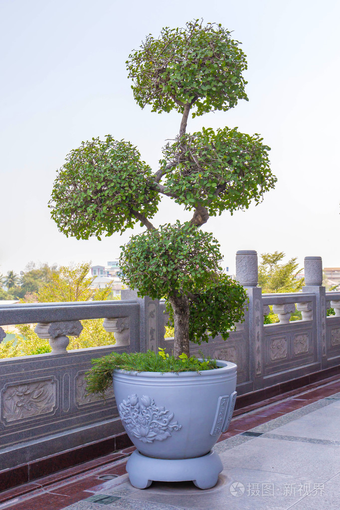 在花盆里的树