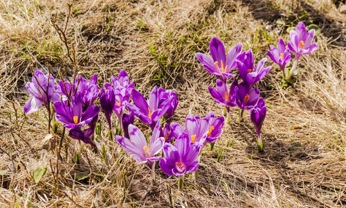 藏红花的花