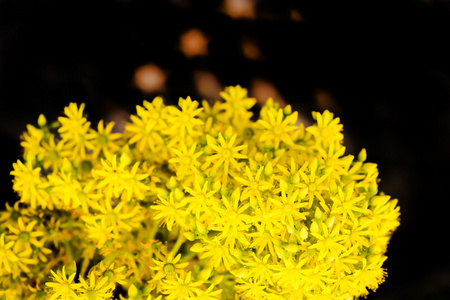 黄色盛开鲜花特写