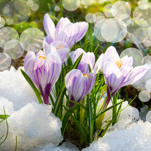 在雪中花紫番红花图片
