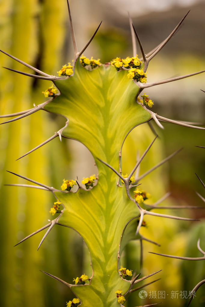 花与刺仙人掌特写