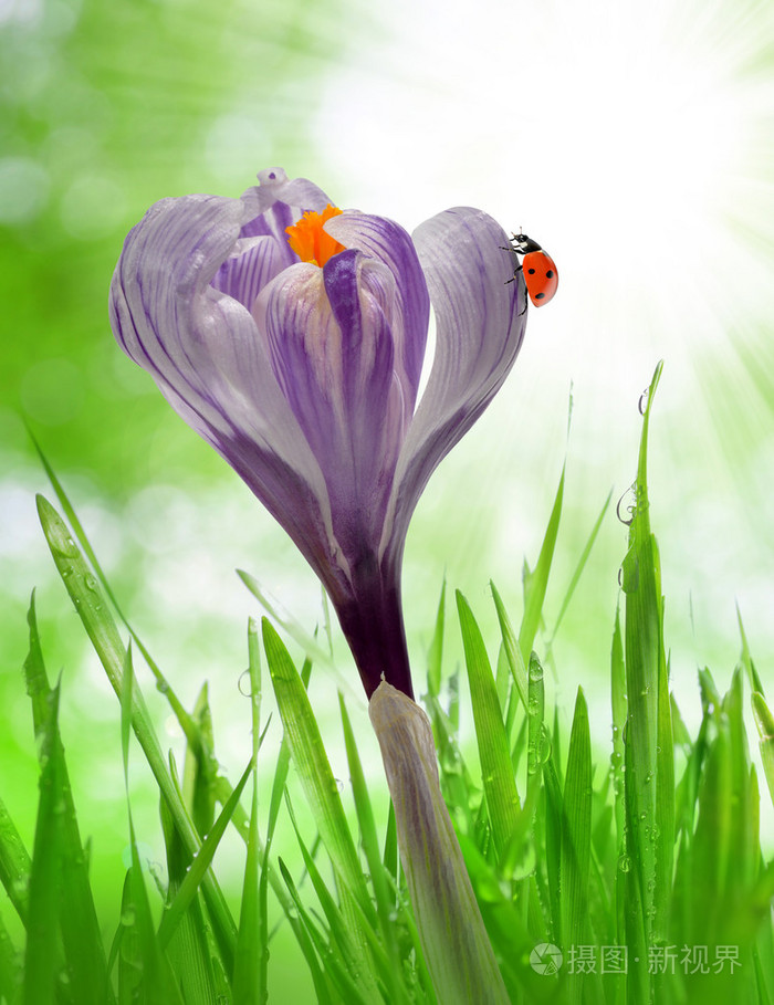 番红花花的露水的青草