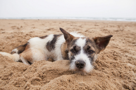 悲伤的脸无家可归的狗躺在沙滩上与寂寞的感觉