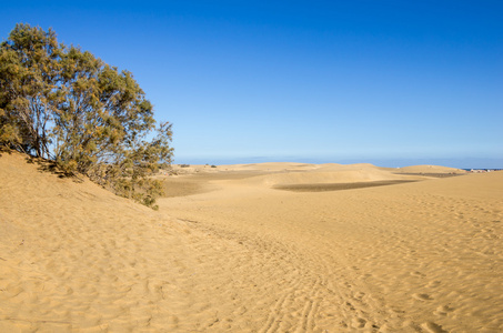 马斯帕洛马斯的沙丘