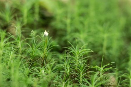 山地森林中的绿色植物