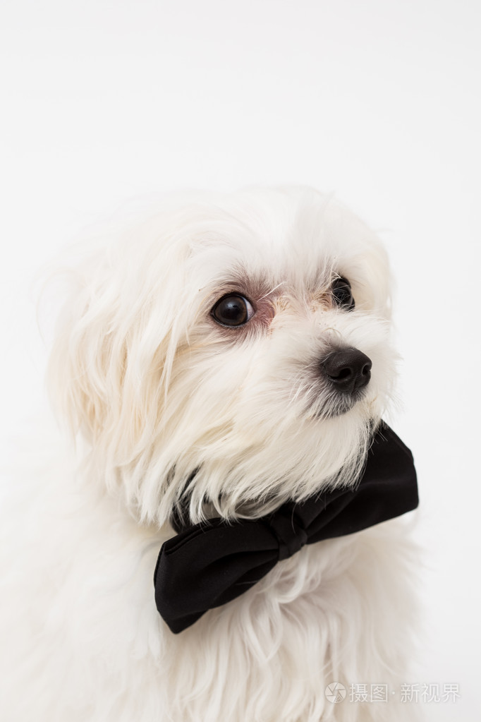 白色的马尔济斯犬