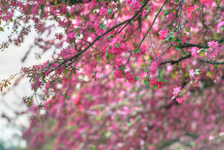 樱花