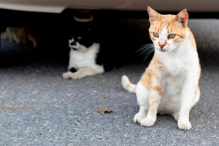 户外生活的猫