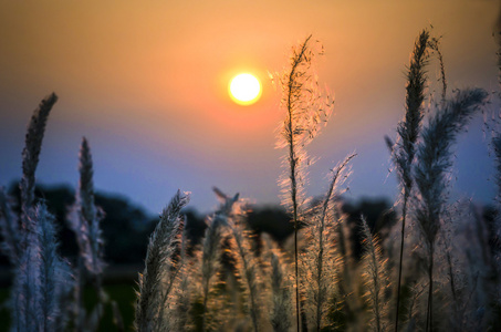 日落时期的野草