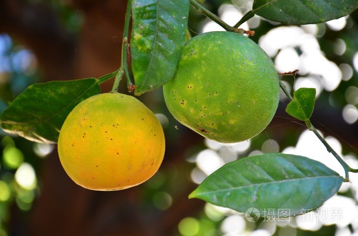 绿色未成熟的橘子