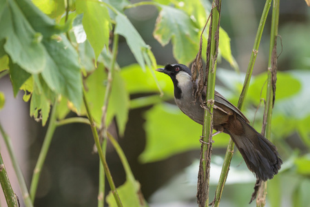 黑喉 laughingthrush 在森林里