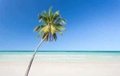 椰子棕榈树的白色沙滩和蓝色的天空背景
