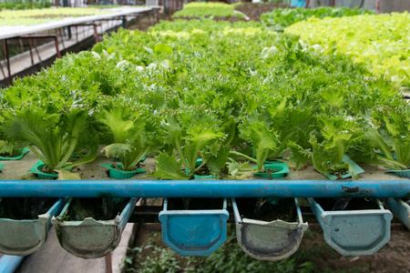 农场种植无土栽培绿色蔬菜图片