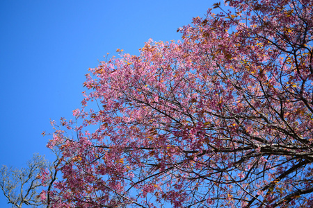 樱花树。清迈泰国野生喜马拉雅樱桃李属 cer