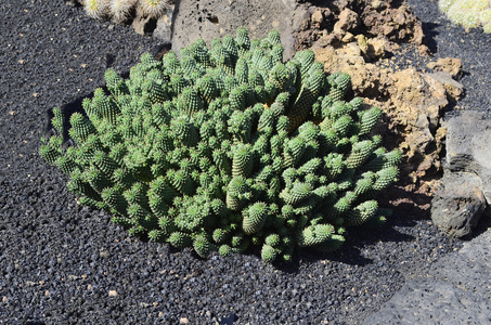 植物学, 仙人掌