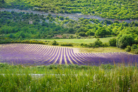 在普罗旺斯，法国的 valensole 附近的薰衣草田