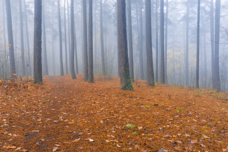 秋天的迷雾森林图片