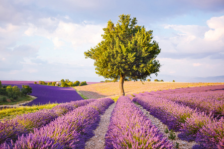 薰衣草田附近 Valensole 在普罗旺斯，法国在日落