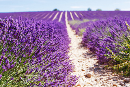 在普罗旺斯，法国 Valensole 附近熏衣草花海