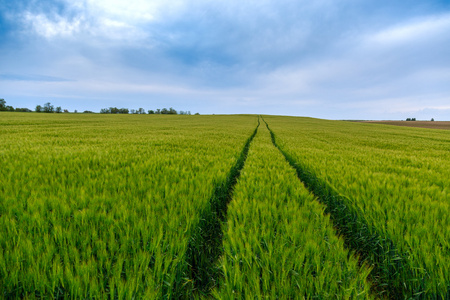 绿色的田野的小麦