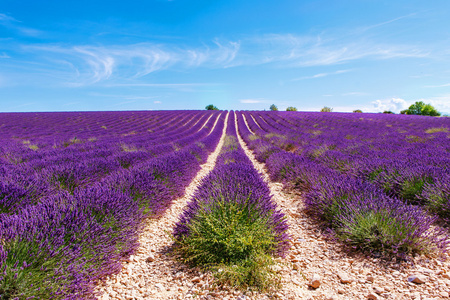 在普罗旺斯，法国 Valensole 附近熏衣草花海