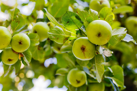 与绿色有机苹果的苹果树。健康的水果