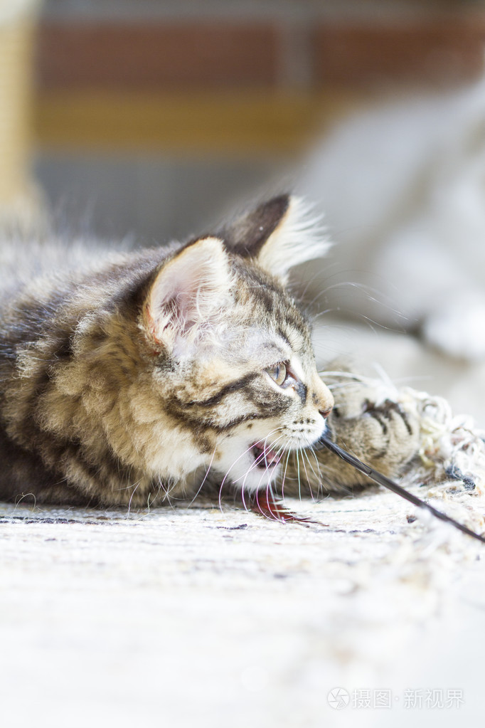 褐色的小狗的皮毛的西伯利亚狗玩猫抓柱