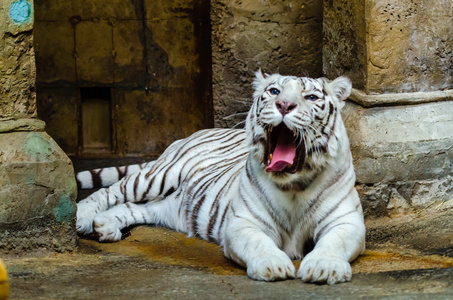 在莫斯科动物园里的白色的孟加拉虎